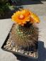 Preview: Parodia sanguiniflora
